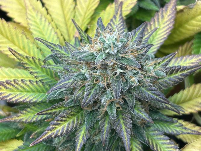 OSS - Sherbet Moonrocks. Week 25