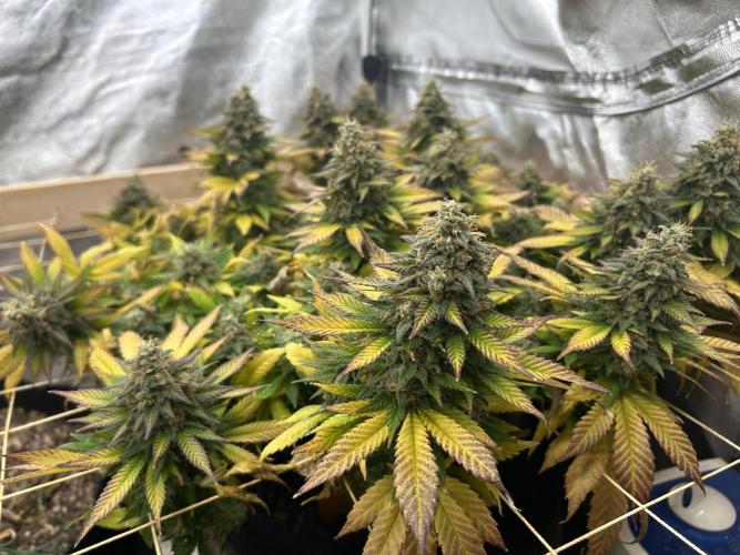 OSS - Sherbet Moonrocks. Week 25
