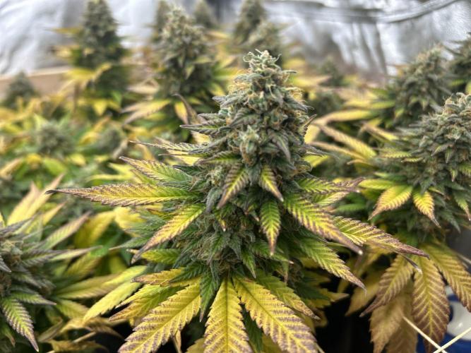OSS - Sherbet Moonrocks. Week 25
