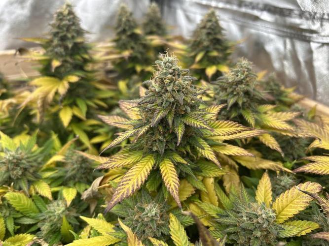 OSS - Sherbet Moonrocks. Week 25