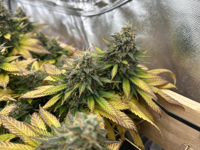 OSS - Sherbet Moonrocks. Week 25
