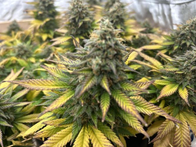 OSS - Sherbet Moonrocks. Week 25
