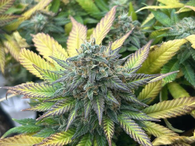 OSS - Sherbet Moonrocks. Week 25