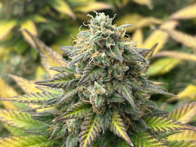 OSS - Sherbet Moonrocks. Week 25