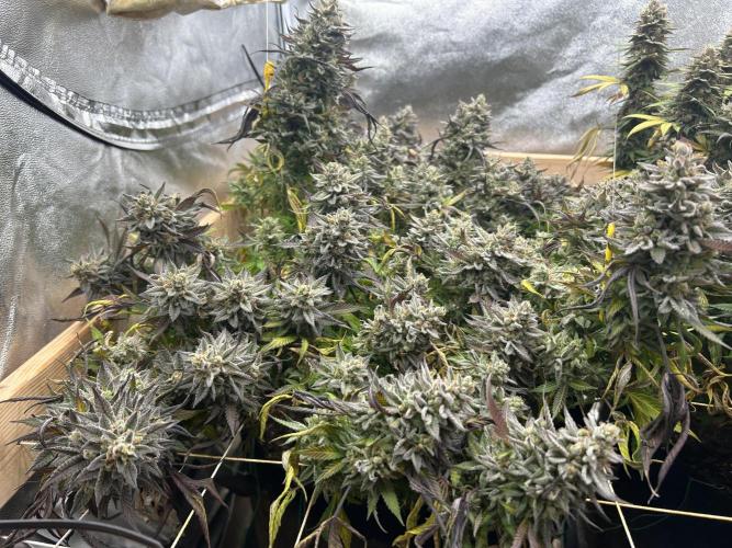 Kannabia - Pink Gelato. Week 26 - 2/28/26