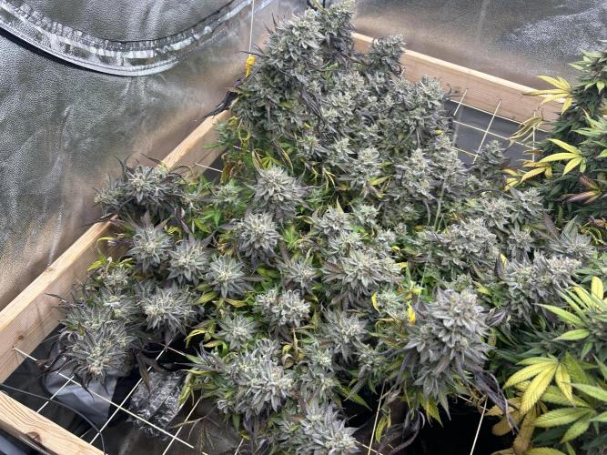Kannabia - Pink Gelato. Week 26