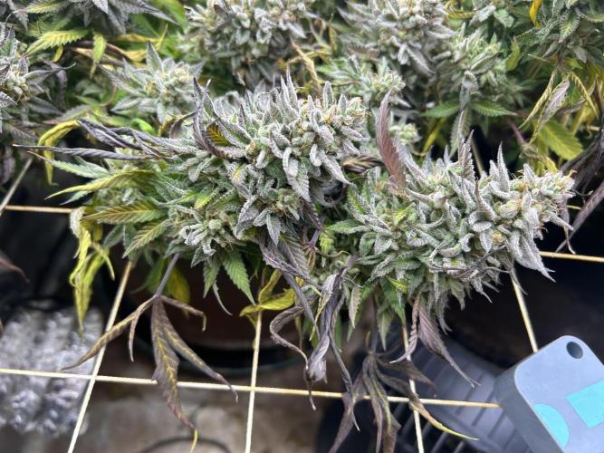 Kannabia - Pink Gelato. Week 26
