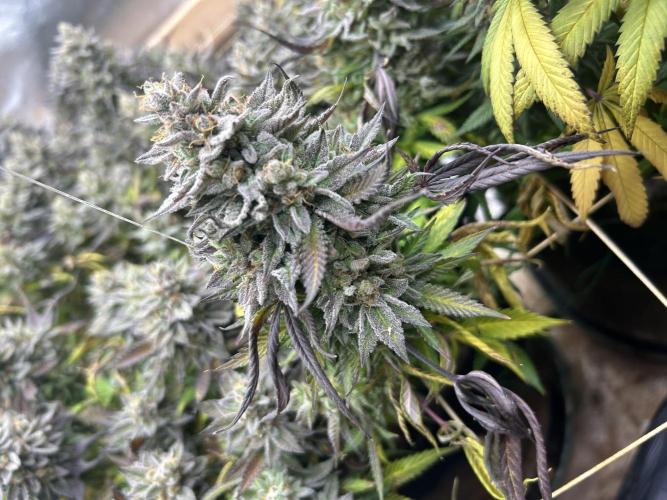 Kannabia - Pink Gelato. Week 26