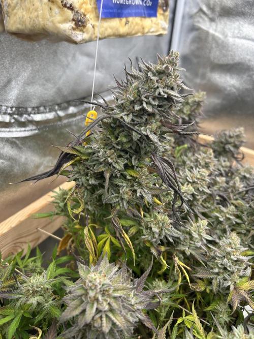 Kannabia - Pink Gelato. Week 26