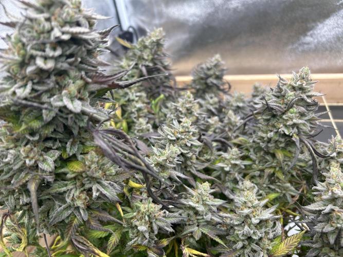 Kannabia - Pink Gelato. Week 26