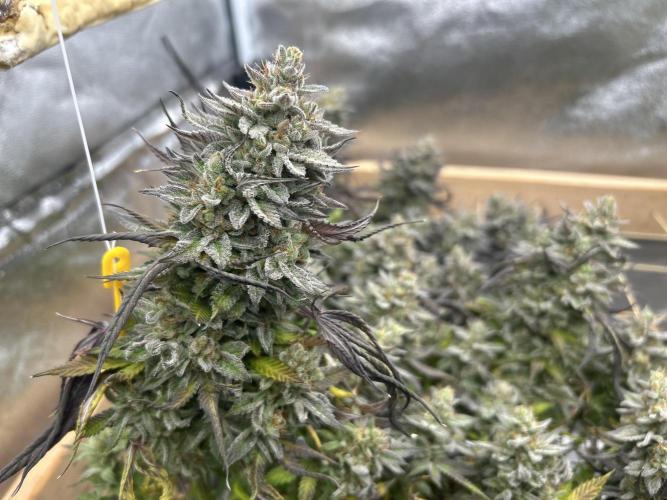 Kannabia - Pink Gelato. Week 26