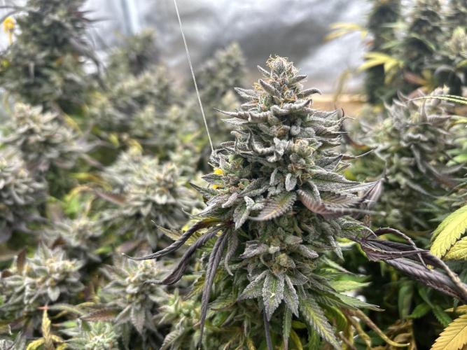 Kannabia - Pink Gelato. Week 26
