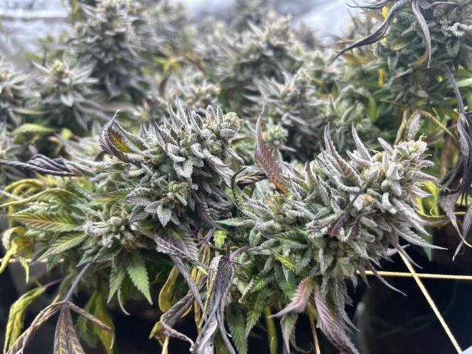 Kannabia - Pink Gelato. Week 26