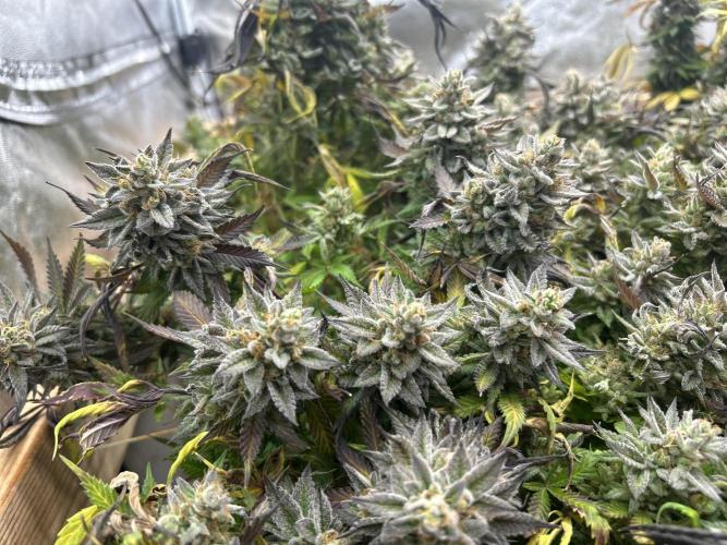 Kannabia - Pink Gelato. Week 26