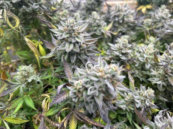 Kannabia - Pink Gelato. Week 26
