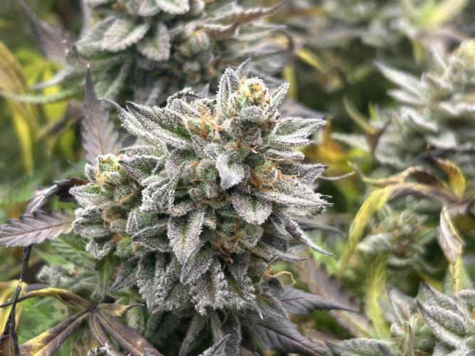 Kannabia - Pink Gelato. Week 26