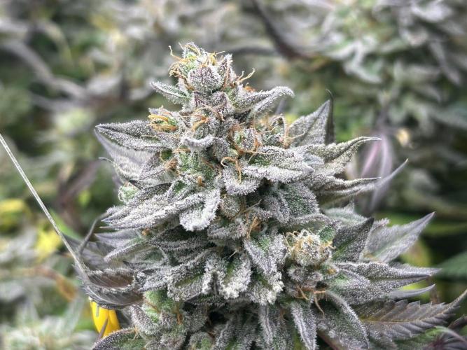 Kannabia - Pink Gelato. Week 26