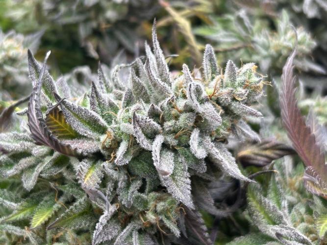 Kannabia - Pink Gelato. Week 26