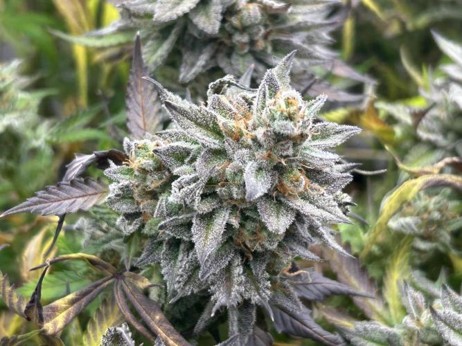 Kannabia - Pink Gelato. Week 26