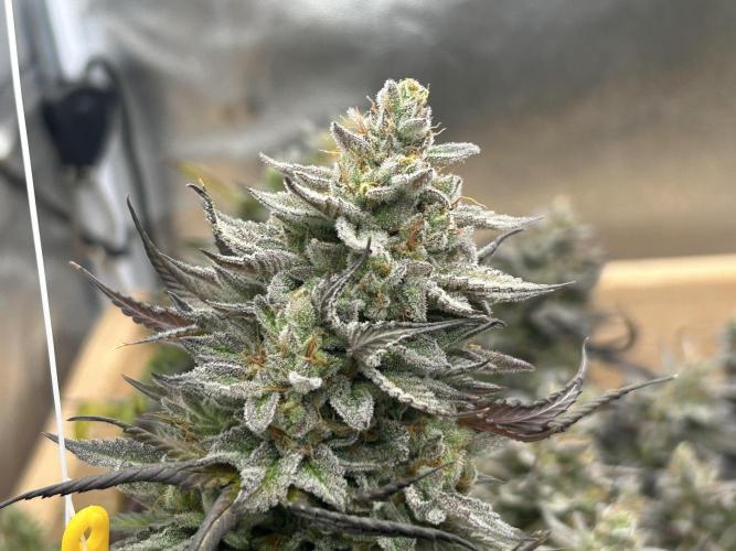 Kannabia - Pink Gelato. Week 26