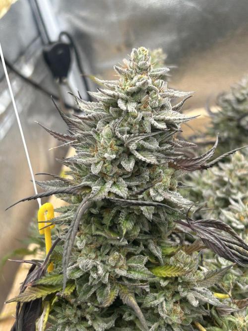 Kannabia - Pink Gelato. Week 26