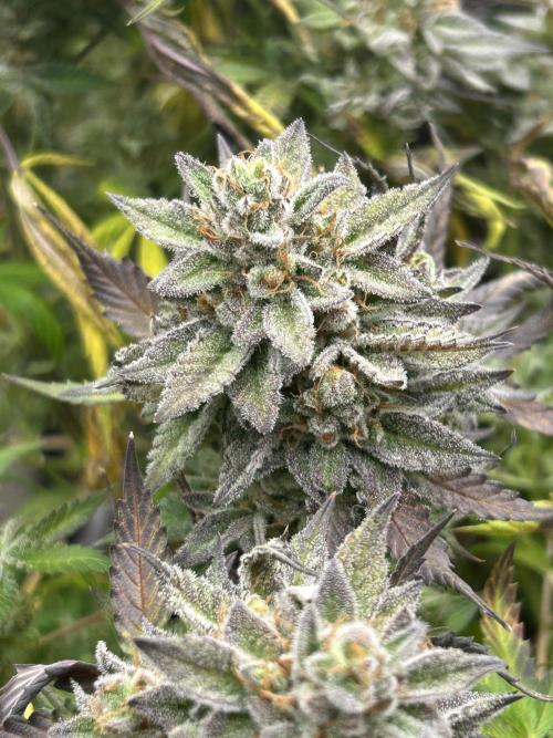 Kannabia - Pink Gelato. Week 26