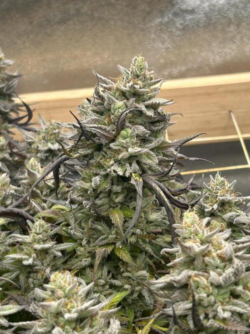 Kannabia - Pink Gelato. Week 26