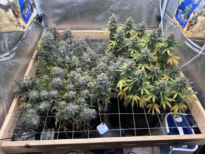 Kannabia - Apple Fritter. Week 26