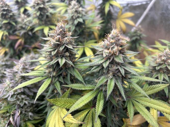 Kannabia - Apple Fritter. Week 26