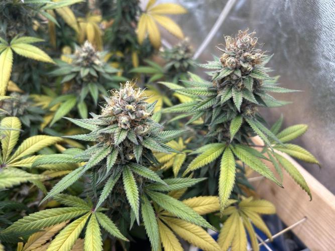 Kannabia - Apple Fritter. Week 26