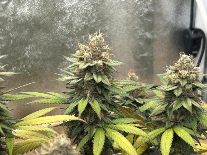 Kannabia - Apple Fritter. Week 26