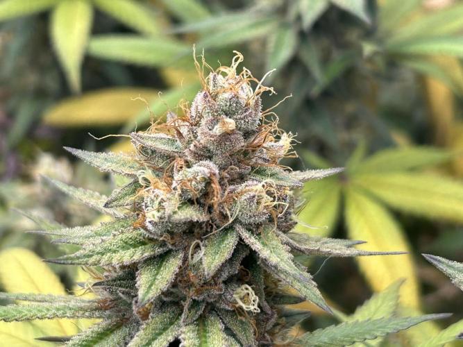 Kannabia - Apple Fritter. Week 26
