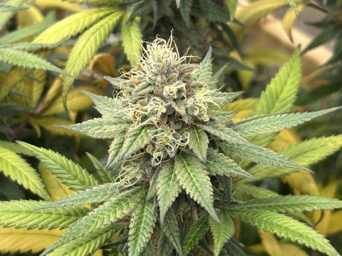 Kannabia - Apple Fritter. Week 26