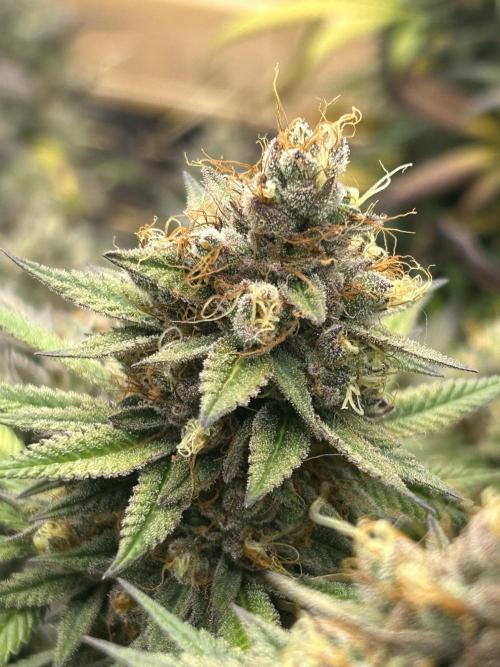 Kannabia - Apple Fritter. Week 26