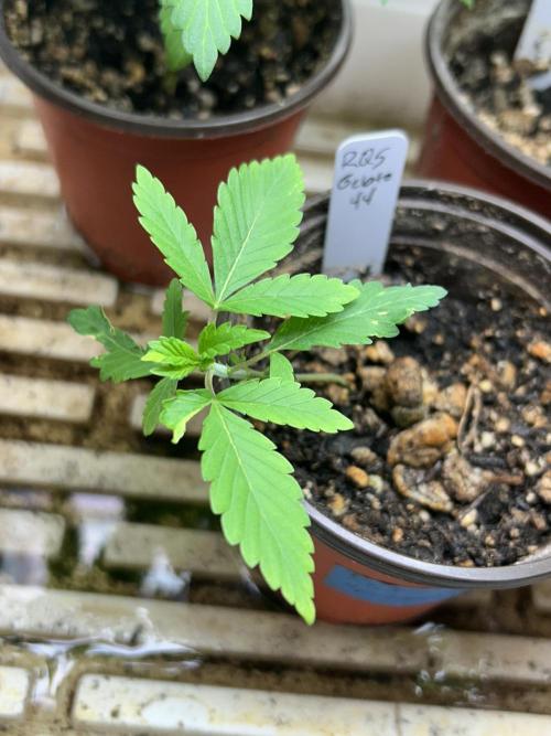 RQS - Gelato 44. Week 3 - 2/28/26
