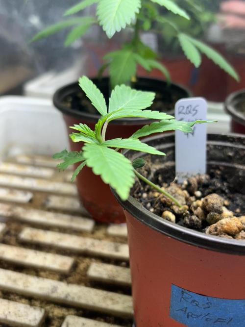 RQS - Gelato 44. Week 3