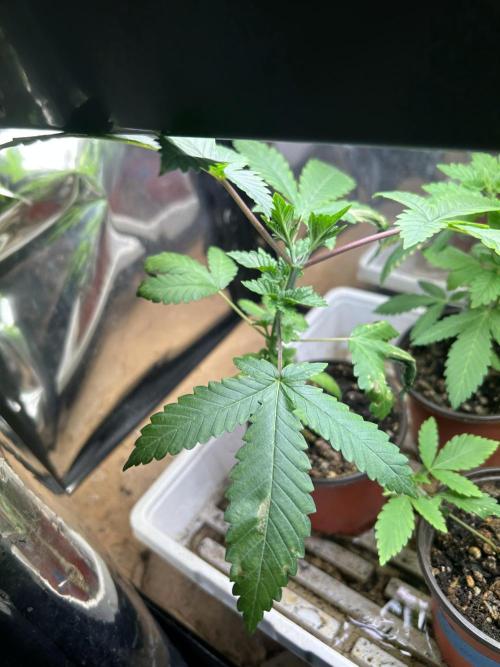 WSE - Sour Diesel. Week 5