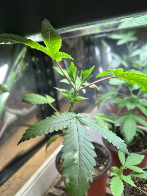 WSE - Sour Diesel. Week 5 - 2/28/26