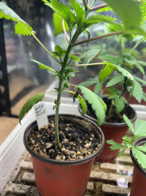 WSE - Sour Diesel. Week 5