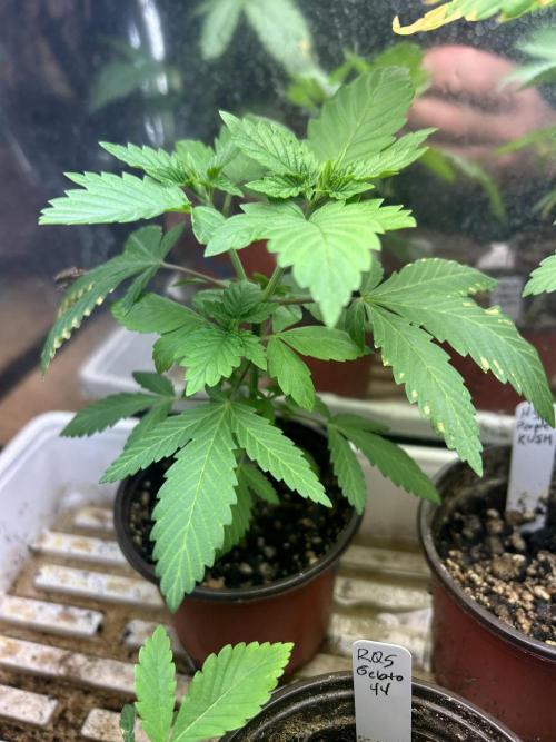 WSE - NYC Diesel. Week 5 - 2/28/26