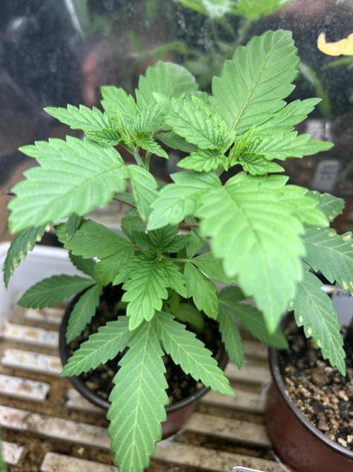 WSE - NYC Diesel. Week 5