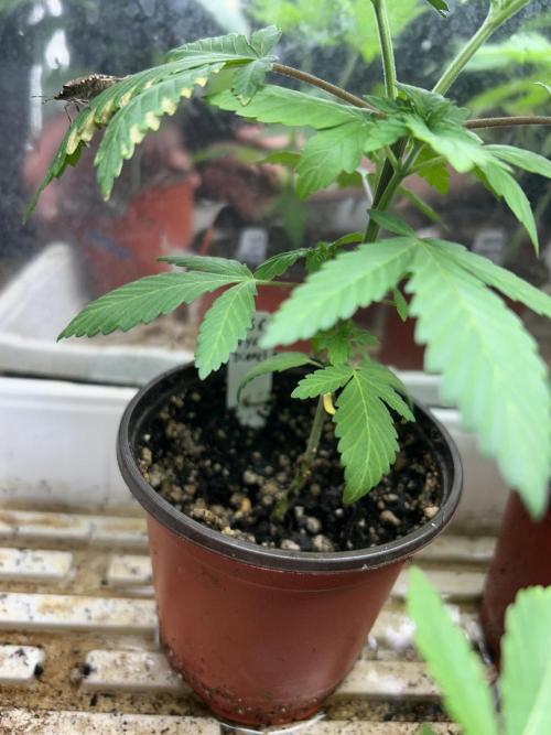 WSE - NYC Diesel. Week 5
