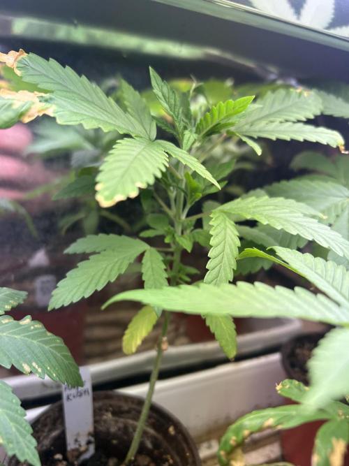 HS - Purple Kush. Week 5 - 2/28/26