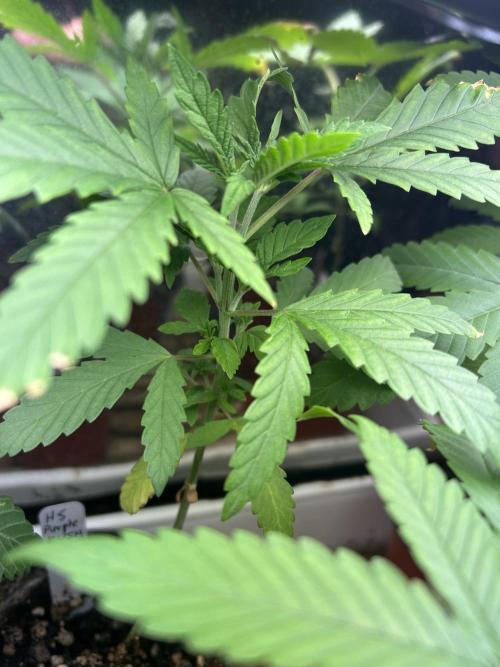 HS - Purple Kush. Week 5