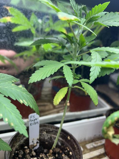 HS - Purple Kush. Week 5
