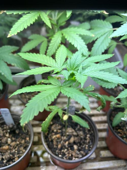 RQS - Tropicana Cookies Purple. Week 4 - 2/28/26