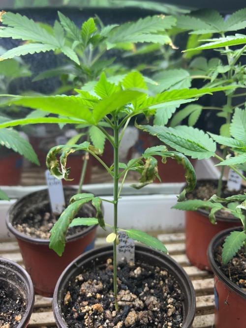 RQS - Tropicana Cookies Purple. Week 4
