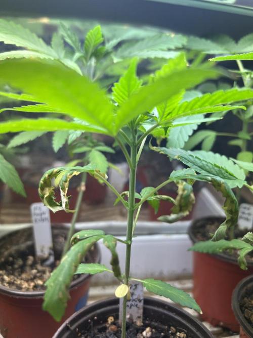 RQS - Tropicana Cookies Purple. Week 4