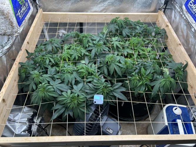 BF - Super Boof. Week 17 - 3/7/26