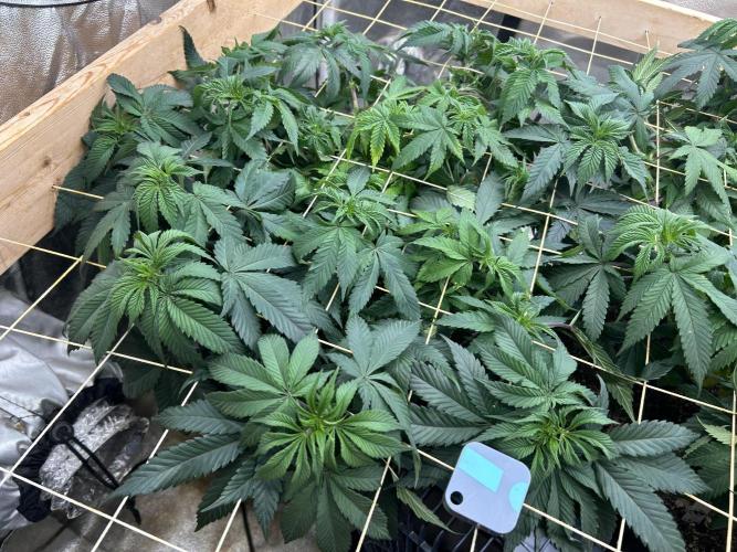 BF - Super Boof. Week 17